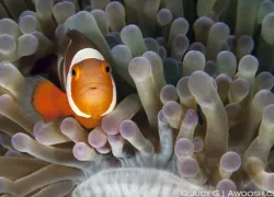 .false.clown.anemonefish.jpg.webp