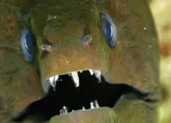 .green.moray.jpg.webp