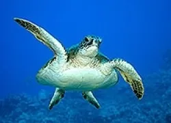 -dive_maui_.jpeg.webp