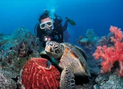 -Saeshe_Diving_.jpg.webp
