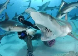 _sharks.jpg.webp