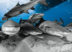 _tigerbeach-bahamas_scuba-diving_.jpg.webp