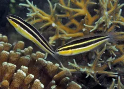 erdmann-fang-blenny.jpg.webp