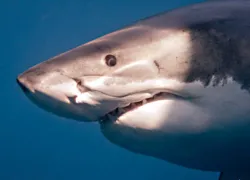 shark-eye.jpg.webp