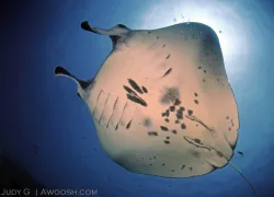 .judy.g.manta.ray.jpg.webp