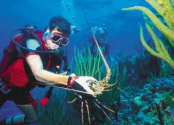 FLlobstering_A.jpg.webp
