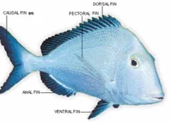 TR_findfish_.gif.webp