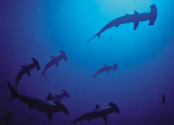 TI__divesfortechies.jpg.webp
