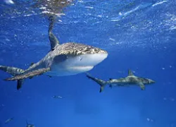 _bahamas_sharks_.jpg.webp
