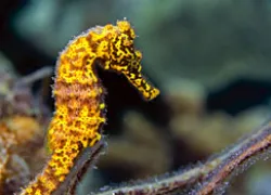 _curacao_.jpg.webp