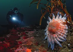 _monterey_.jpg.webp