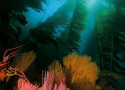 _santa_catalina_.jpg.webp