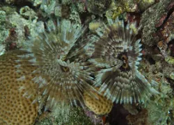 _dominica.jpg.webp