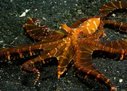_coral_triangle.jpg.webp
