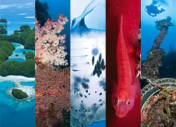 _best_micronesia_.jpg.webp