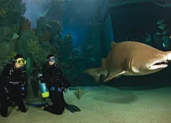 _denver_aquarium.jpg.webp