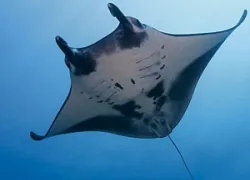_yap_micronesia.jpg.webp