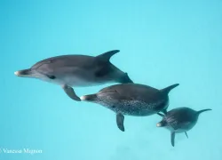 __mignon_bahamas_img_.jpg.webp
