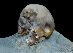 d-model-cranium-cenote-skull.jpg.webp