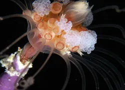 .solitary.hydroid.jpg.webp