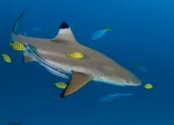 _bluecorner-palau_scuba-diving.jpg.webp