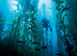 TN_basic_diving_in_kelp_.jpg.webp