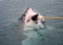 aae-shark-week-main.jpg.webp