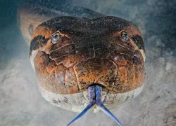 anaconda-brazil-tongue-aa-teaser-scubadiving.jpg.webp