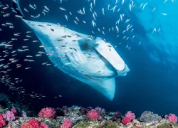 andaman-.jpg.webp