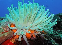 anemone.jpg.webp