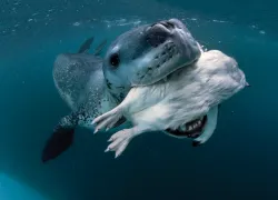 antarctic.jpg.webp