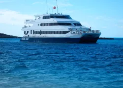 aqua-cat.gif.webp