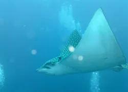 aquacat_spottedeagleray_andymacnair.jpg.webp