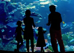 aquarium-shutterstock_.jpg.webp