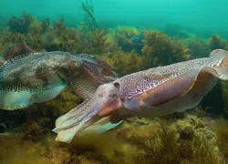 australian-cuttlefish-migration.png.webp