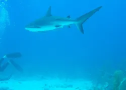bahamas-destination-guide-grand-bahama.jpg.webp