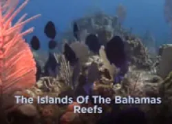 bahamas-reefs-video.jpg.webp