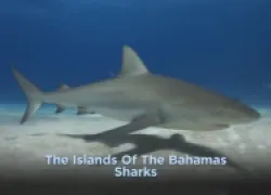bahamas-shark-diving.png.webp