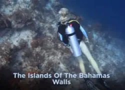 bahamas-walls-video.jpg.webp
