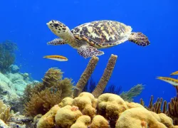 bari-reef.jpg.webp
