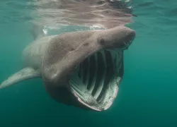 basking-shark-shutterstock.jpg.webp