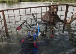 bearcage_.jpg.webp
