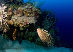 belize_benz_.jpg.webp