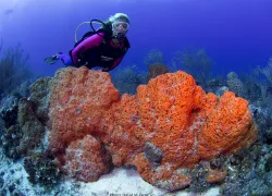 benz_coveshoot_orange_bowl_-_nassau-elephant_ear_sponge.jpg.webp