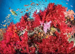 beqa_lagoon_dive_sites_teaser_renee_capozzola_.jpg.webp