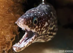 best_macro_diving_bonaire_steve_hendersontop_.jpg.webp