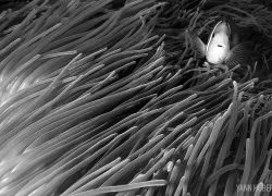 best_macro_diving_pacific_scd_top_-best-overall-tahiti.jpg.webp