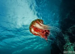 best_value_diving_north_america_british_columbia_.jpg.webp