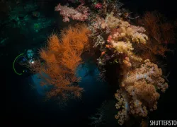 best_wreck_night_dives_liberty_bali.jpg.webp
