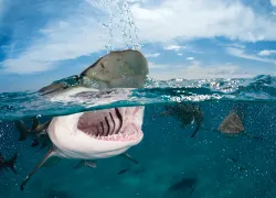 bestadvanceddivinggrandbahmacarib.jpg.webp
